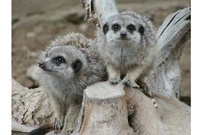 http://www.zoobratislava.sk/ [val]