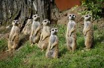 http://www.zoo-lesna-zlin.cz/ [val]