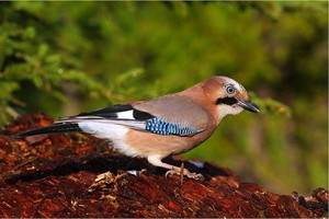 http://zima.vratna.sk/sk/birdwatching, Added by/ web source: http://z